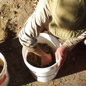 Meadow Restoration Project, Year 2, Wildflower Seed Sowing, Mixing Sand with Seed