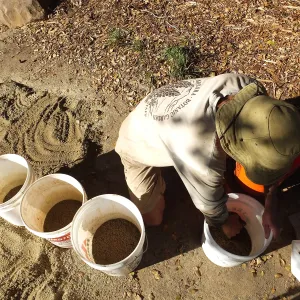 Meadow Restoration Project, Year 2, Wildflower Seed Sowing, Mixing Sand with Seed