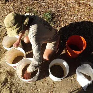 Meadow Restoration Project, Year 2, Wildflower Seed Sowing, Mixing Sand with Seed