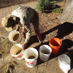 Meadow Restoration Project, Year 2, Wildflower Seed Sowing, Mixing Sand with Seed
