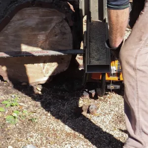 Trunk of former Cottage Oak (Coastal Live Oak) being milled into slabs by Ed Smith of Local Wood