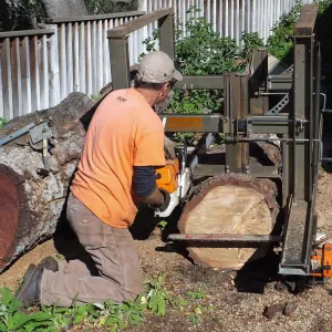 Trunk of former Cottage Oak (Coastal Live Oak) being milled into slabs by Ed Smith of Local Wood