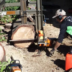 Trunk of former Cottage Oak (Coastal Live Oak) being milled into slabs by Ed Smith of Local Wood