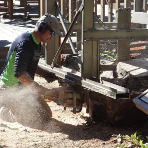Trunk of former Cottage Oak (Coastal Live Oak) being milled into slabs by Ed Smith of Local Wood