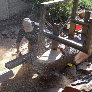 Trunk of former Cottage Oak (Coastal Live Oak) being milled into slabs by Ed Smith of Local Wood