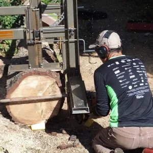 Trunk of former Cottage Oak (Coastal Live Oak) being milled into slabs by Ed Smith of Local Wood