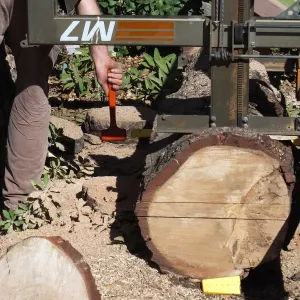 Trunk of former Cottage Oak (Coastal Live Oak) being milled into slabs by Ed Smith of Local Wood