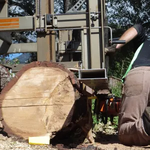 Trunk of former Cottage Oak(Coastal Live Oak) being milled into slabs by Ed Smith of Local Wood