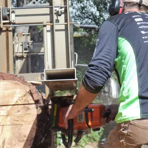 Trunk of former Cottage Oak (Coastal Live Oak)being milled into slabs by Ed Smith of Local Wood