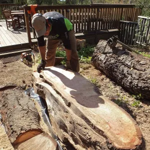 Trunk of former Cottage Oak (Coastal Live Oak) being milled into slabs by Ed Smith of Local Wood