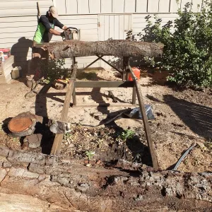 Trunk of former Cottage Oak (Coastal Live Oak) being milled into slabs by Ed Smith of Local Wood