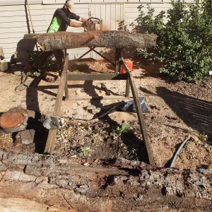 Trunk of former Cottage Oak (Coastal Live Oak) being milled into slabs by Ed Smith of Local Wood