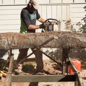 Trunk of former Cottage Oak (Coastal Live Oak) being milled into slabs by Ed Smith of Local Wood
