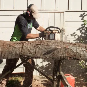 Trunk of former Cottage Oak (Coastal Live Oak) being milled into slabs by Ed Smith of Local Wood