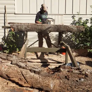 Trunk of former Cottage Oak being milled into slabs by Ed Smith of Local Wood