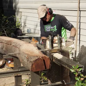Trunk of former Cottage Oak being milled into slabs by Ed Smith of Local Wood