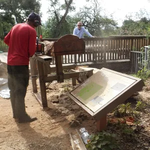 Trunk of former Cottage Oak (Coastal Live Oak) being milled into slabs by Ed Smith of Local Wood