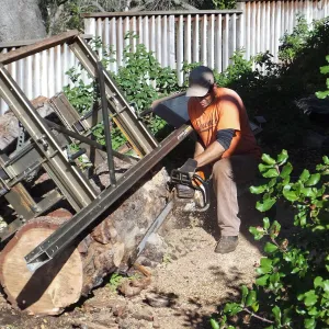 Trunk of former Cottage Oak being milled into slabs by Ed Smith of Local Wood