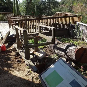 Trunk of former Cottage Oak being milled into slabs