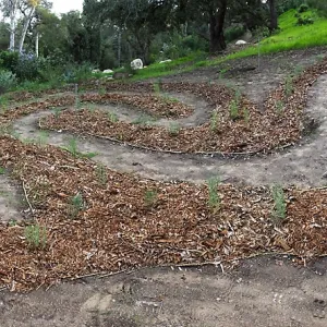 Centennial Maze