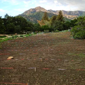Wildflowers sprouting-Meadow Revival Project, Year 2