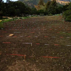 Wildflowers sprouting-Meadow Revival Project, Year 2