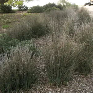 Juncus patens at John Gabbert Garden