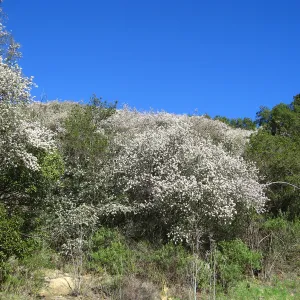 Ceanothus megacarpus, Painted Cave Rd