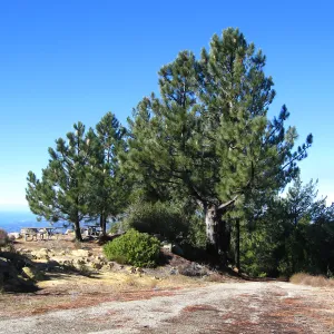 Pinus coulteri La Cumbre Peak east Camino Cielo