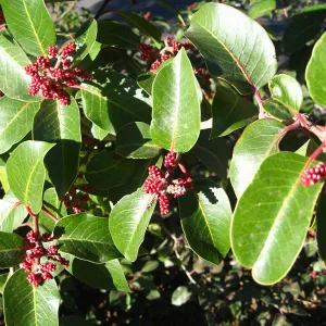 Rhus ovata on Porter Trail