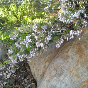 Blooming Manzanita at Porter Trail steps