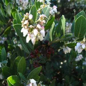 Manzanita closeup, flowers and fruit