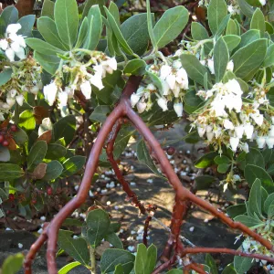 Manzanita closeup, flowers and fruit