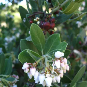 Manzanita closeup, flowers and fruit