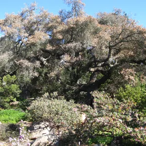 Quercus agrifolia in decline, Manzanita Section