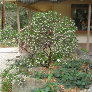 Howard McMinn manzanita and Heuchera Opal in front of gift shop