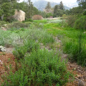 Meadow planting looking towards Blakesly Boulder and old Kiosk