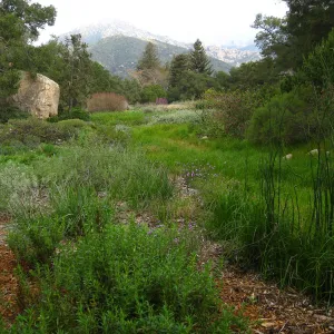 Meadow looking towards Blaksley Boulder and Arlington Peak