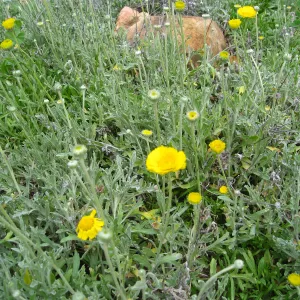 Baileya multiradiata, Desert Section