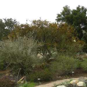 Desert Section