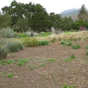 Meadow
