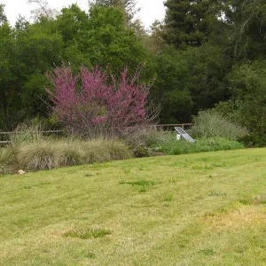 Cercis occidentalis in full bloom, Meadow