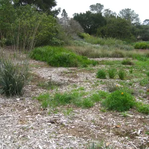 Meadow