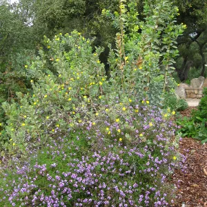 Verbena de la Mina and Dendromecon, Meadow