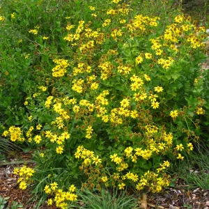 Verbesina hastata in Meadow