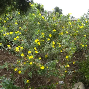 Dendromecon harfordii on parking lot bank