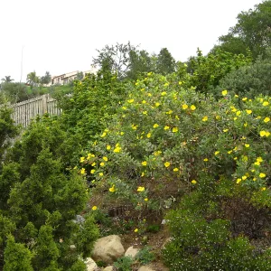 Dendromecon harfordii on parking lot bank