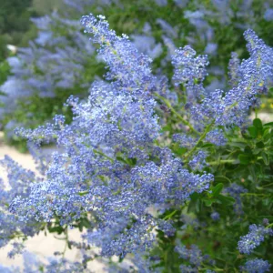 Ceanothus spinosus, Porter Trail