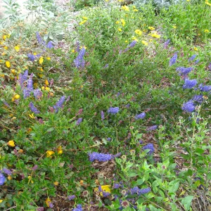 Ceanothus spinosus, Porter Trail