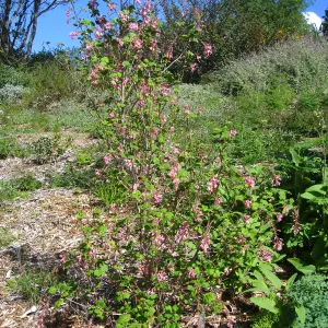 Ribes sanguineum glutinosum, Porter Trail